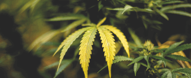 yellow cannabis leaf plant issue identification