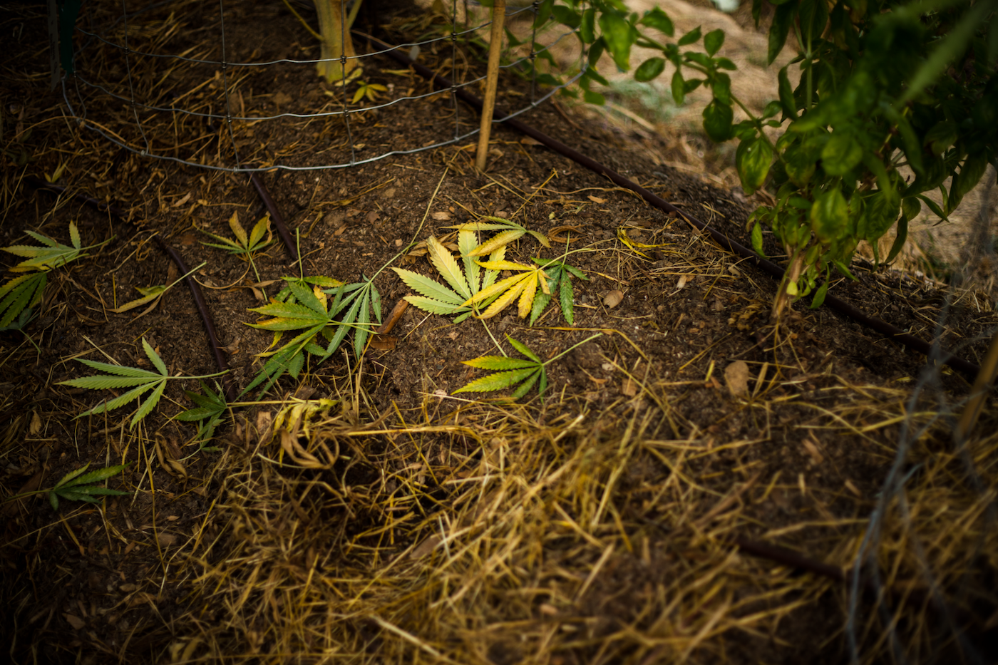 Yellow cannabis leaves pruned on the ground