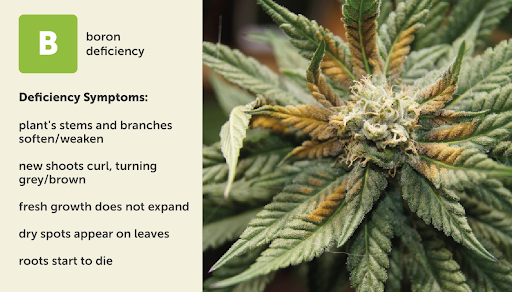 Boron (B) deficiency chart for cannabis plant