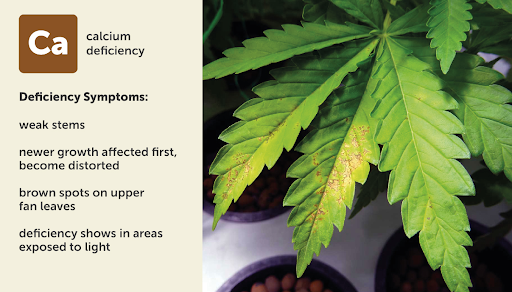 Calcium (Ca) deficiency chart for cannabis plant