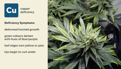 Most Common Cannabis Deficiencies - Cannabis Seeds | Humboldt Seed Company