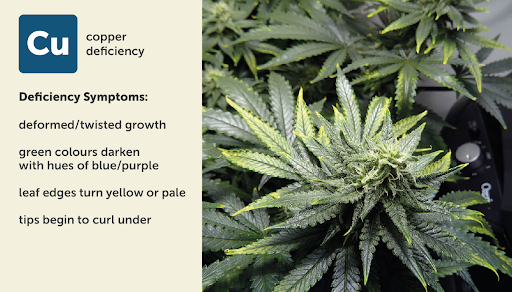Copper (Cu) deficiency chart for cannabis plant
