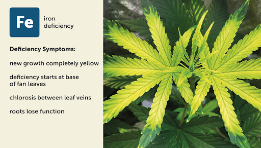 Iron (Fe) deficiency chart for weed plants