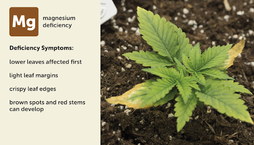 Magnesium (Mg) deficiency in cannabis plant