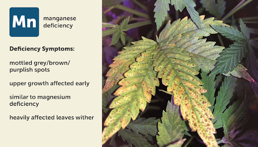 Manganese (Mn) deficiency chart for marijuana plants