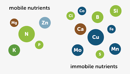 Mobile vs immobile nutrients