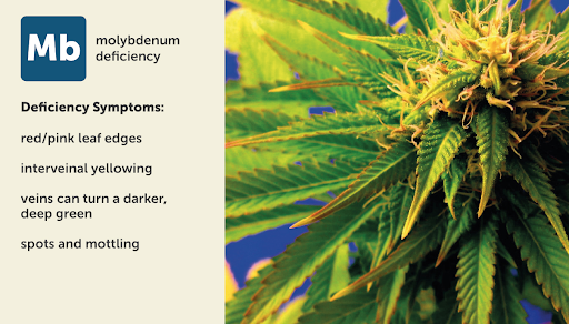 Molybdenum (Mb) deficiency chart for marijuana plants