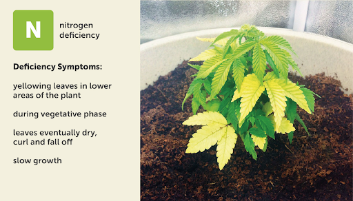 Nitrogen (N) deficiency chart for cannabis plants with visual example