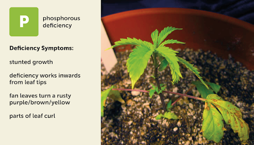 Phosphorus (P) deficiency chart for weed plants