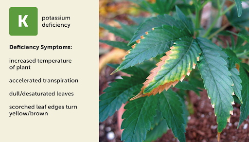potassium deficiency chart for cannabis plants with visual example
