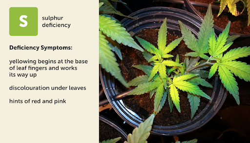 Sulfur (S) deficiency visual chart and guide for marijuana plants