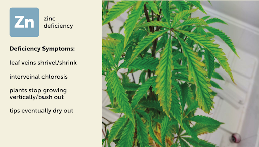 how to identify a Zinc (Zn) deficiency in cannabis