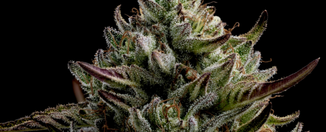 cannabis nug and leaves