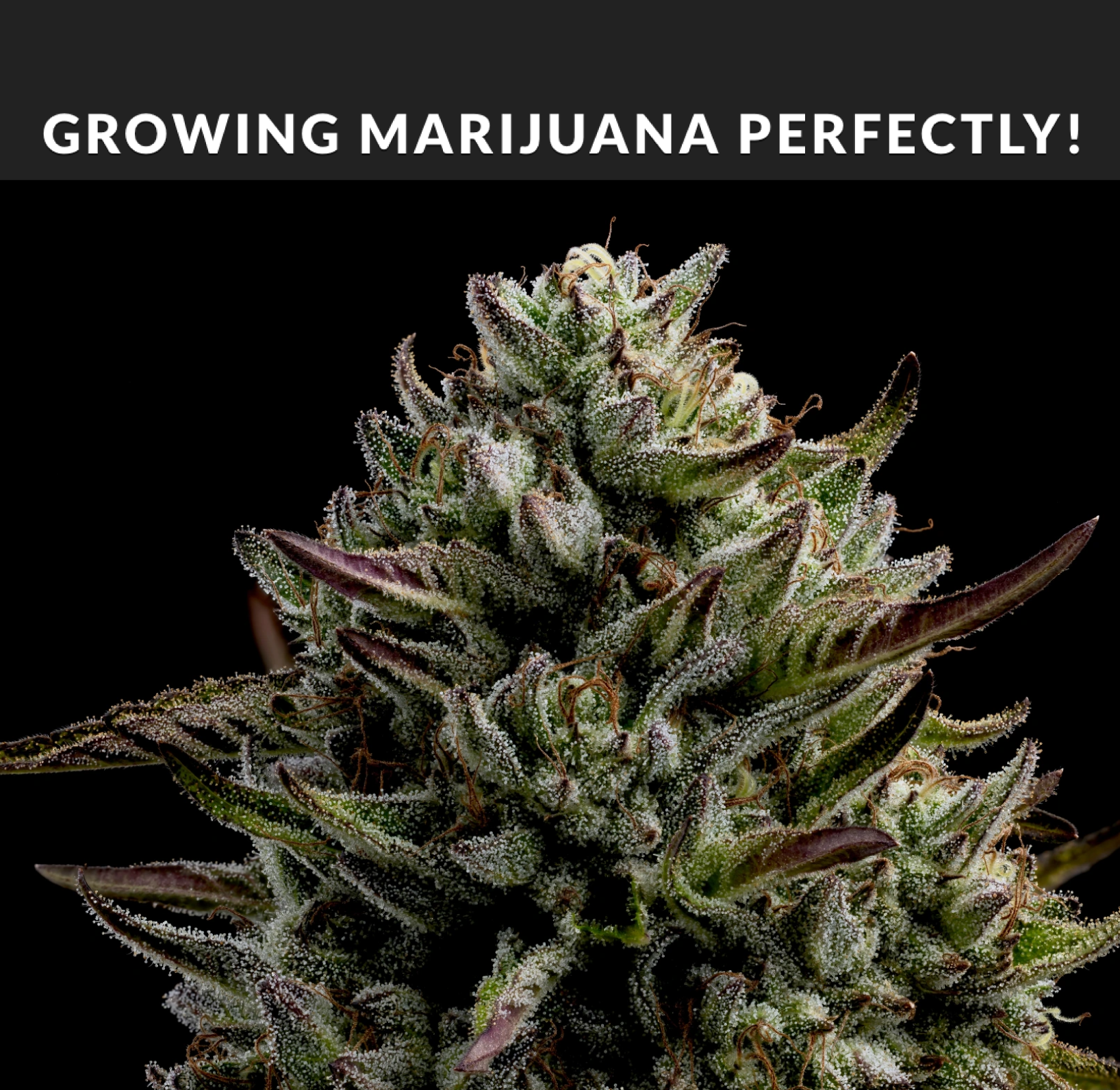 growing marijuana perfectly featuring new strains California Octane and Gazzurple