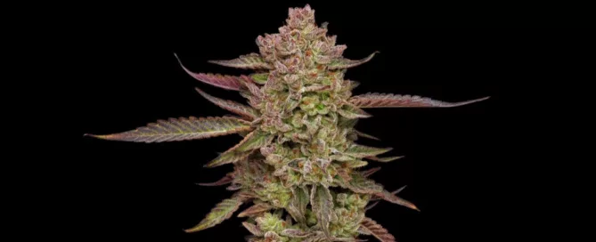 cannabis nug and leaves