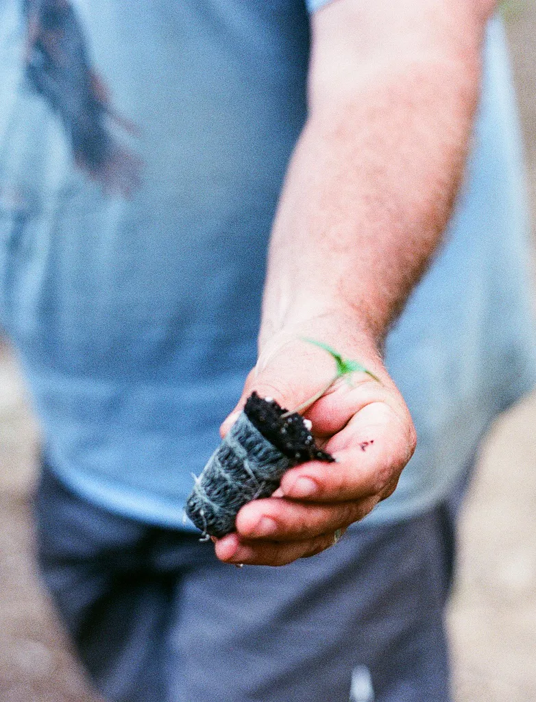 man holding plant during cannabis flowering stage