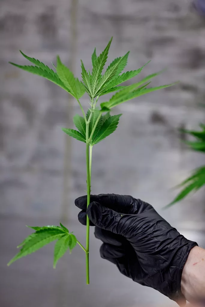 male hand holding a freshly cut cannabis stem for marijuana cloning