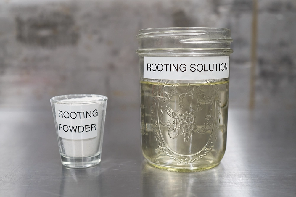 Rooting Solution 