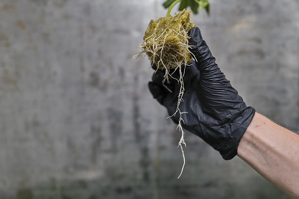 cannabis plant root exposed to the air