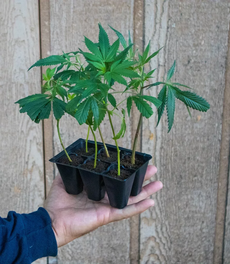 hand holding tray of cannabis plants in soil