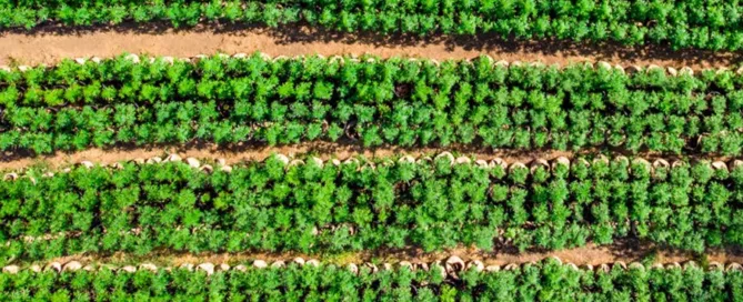 field of cannabis crops