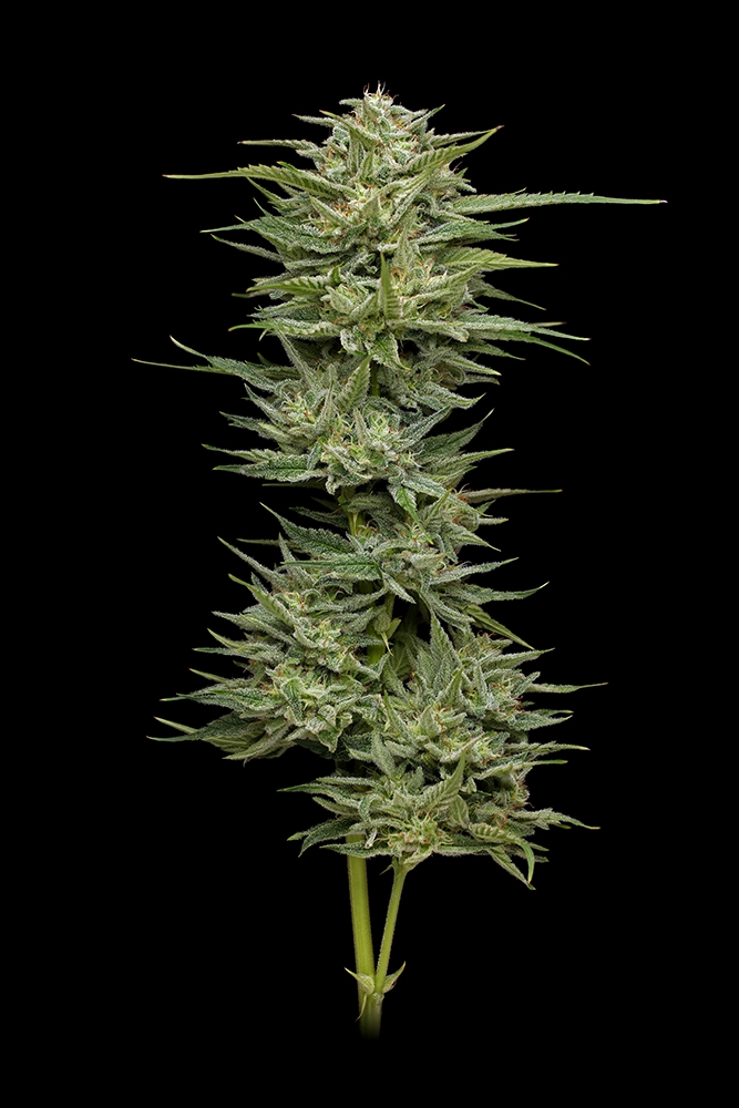 Hella Jelly Fleur de cannabis