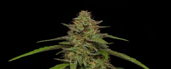 cannabis nug and leaves