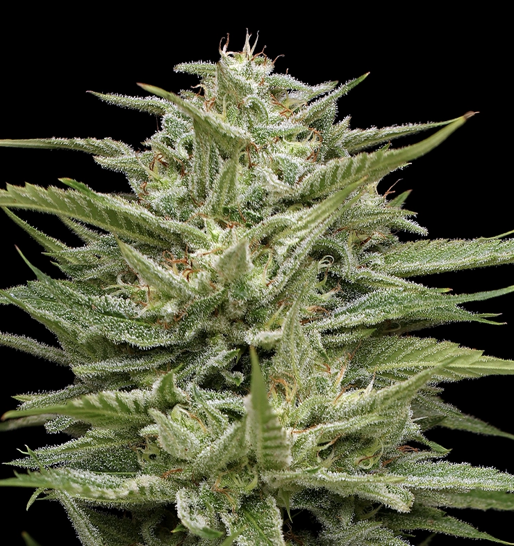Hella Jelly Cannabis Flower Zoom In