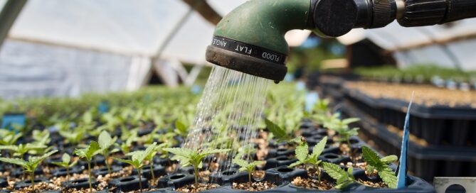 hose watering young cannabis plants or seedlings