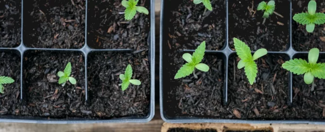 cannabis Seed Tray with small plants
