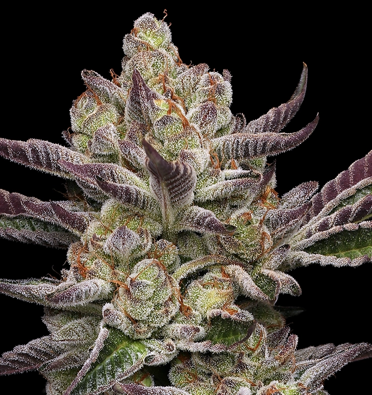 Poddy Mouth Cannabis Flower Zooom