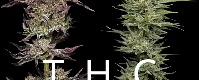 High THC Cannabis Strains