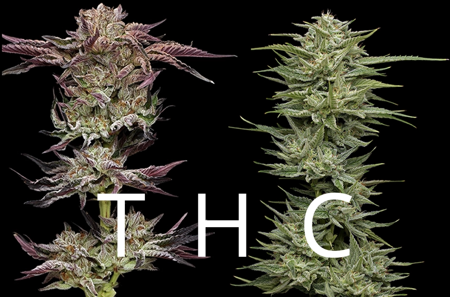 High THC Cannabis Strains