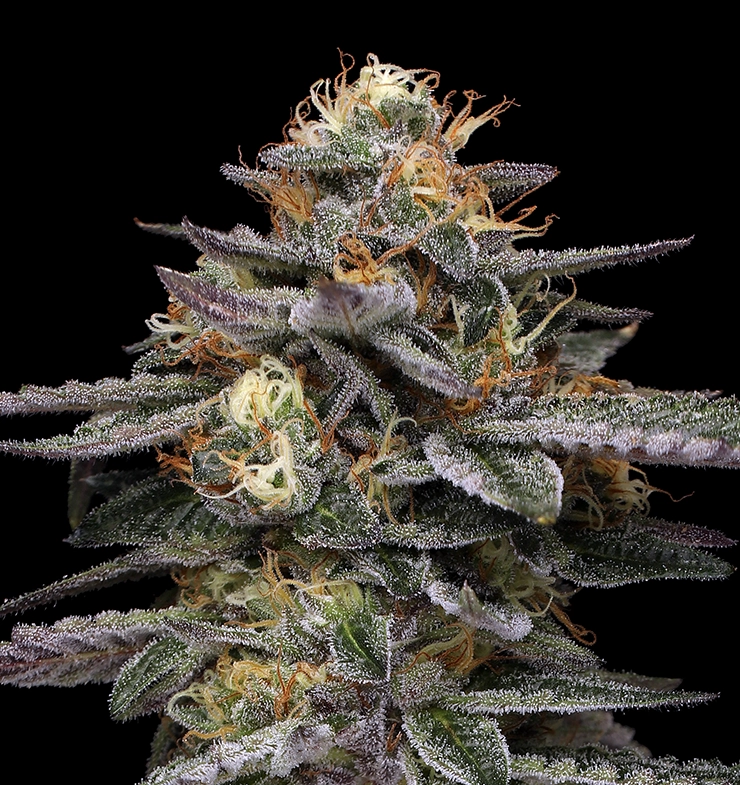 Vanilla Frosting Cannabis Flower