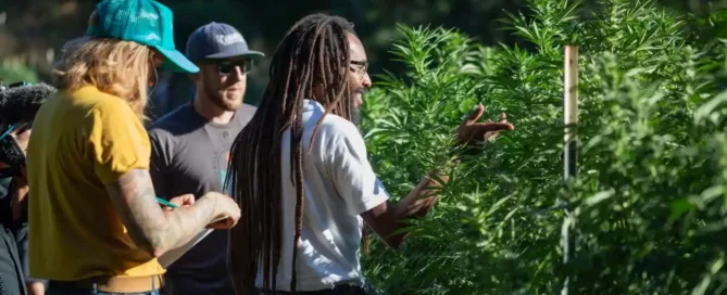 cannabis growers looking at cannabis plants