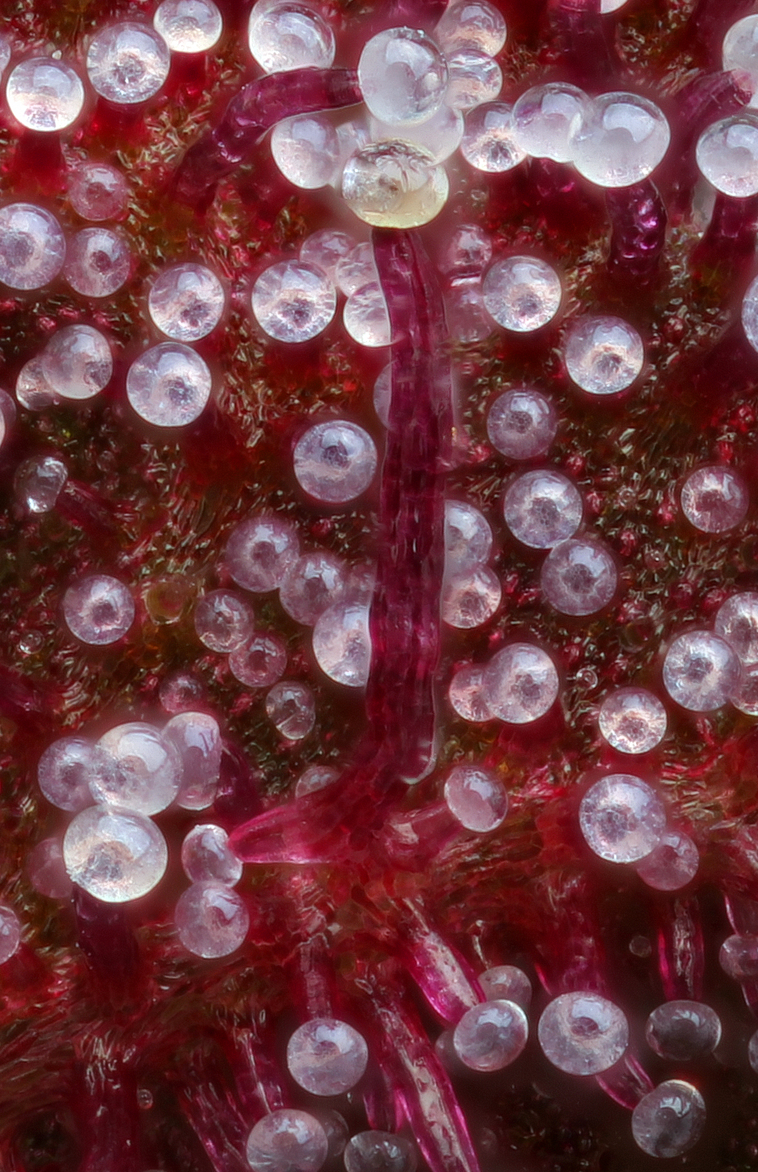 Casa Flor – Purple Hashplant – Not Confirmed Triploid Casa Flor's Purple Hashplant trichomes under magnificaiton