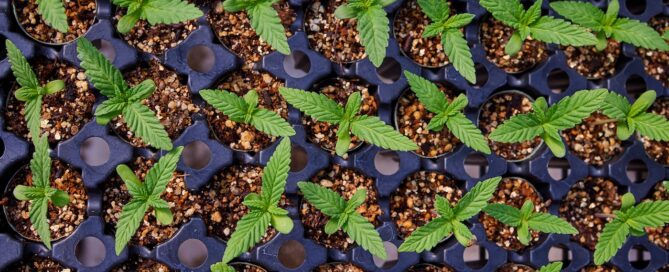 cannabis seedlings at two weeks photographed from top down