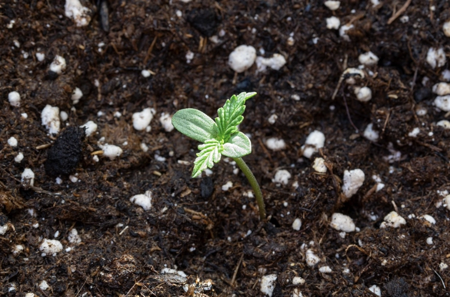 Demystifying the Cannabis Seedling Stage