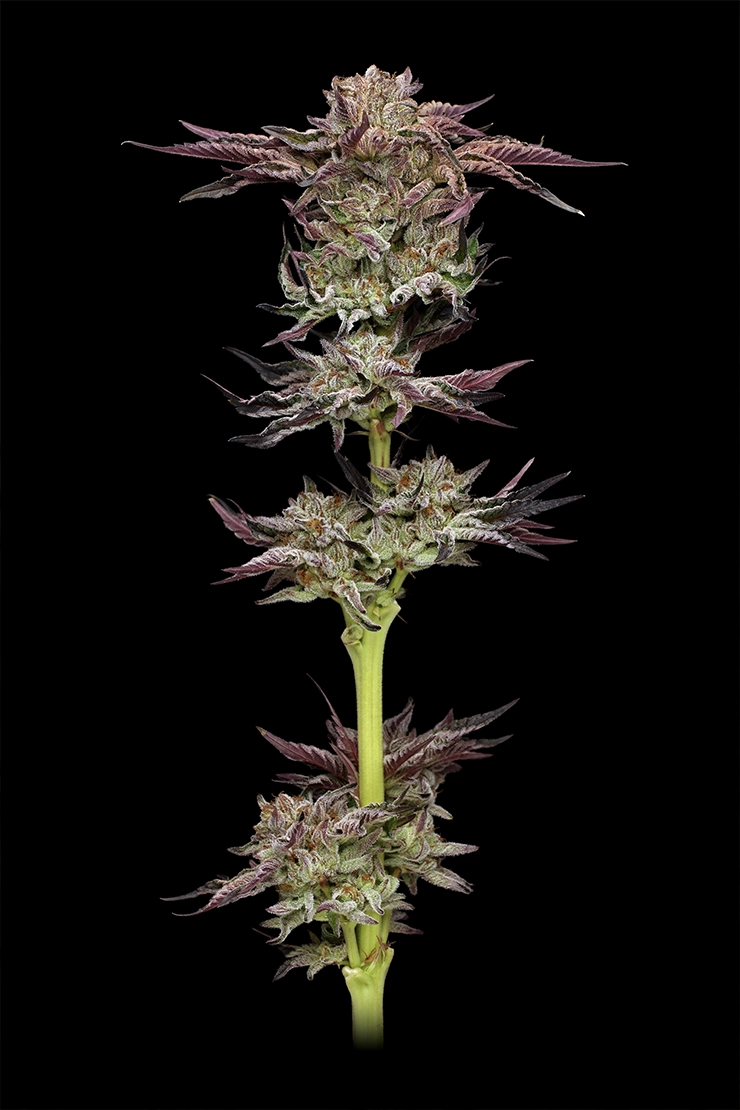 Jelly Donutz Cannabis Flower