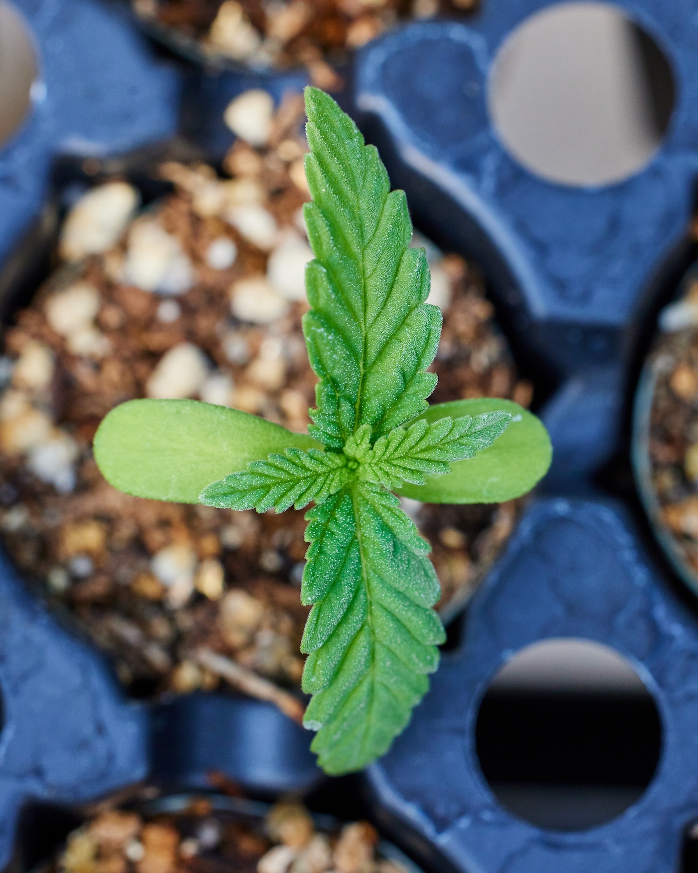 young cannabis plant cannabis seedling