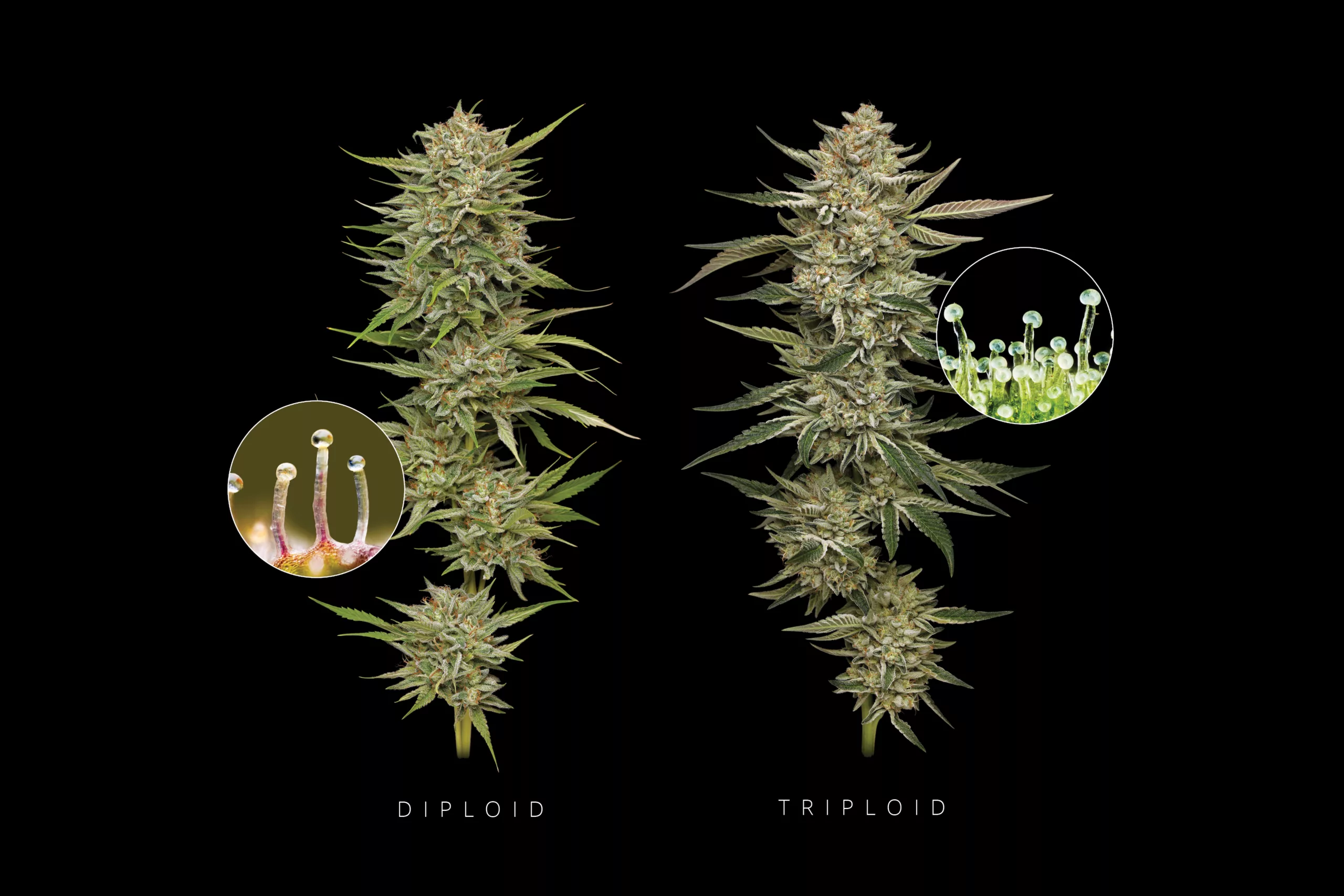 Triploid vs. Diploid