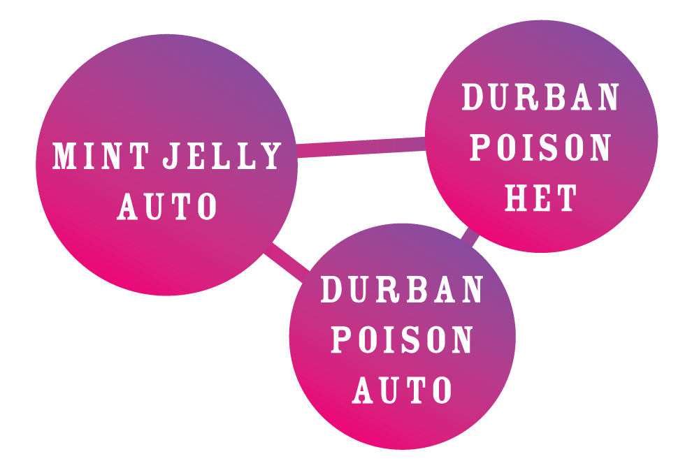 Durban Poison Strain Graphic
