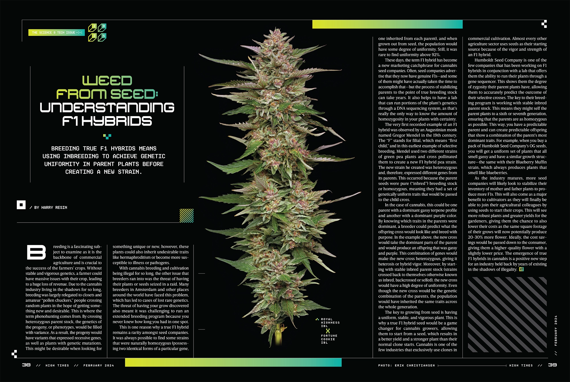WEED FROM SEED: UNDERSTANDING F1 HYBRIDS