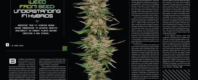 WEED FROM SEED: UNDERSTANDING F1 HYBRIDS