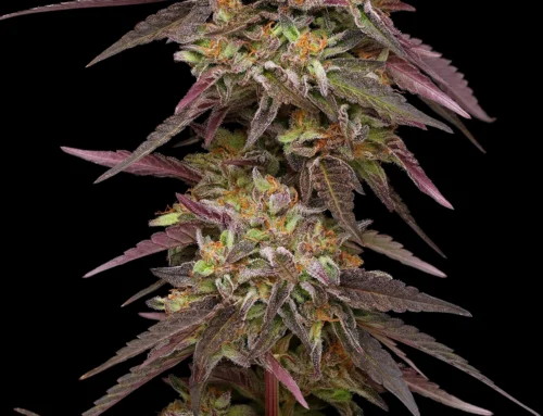 Humboldt Seed Company’s 10 Hidden Gems