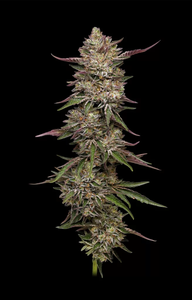 Guzzlerz Cannabis Strain