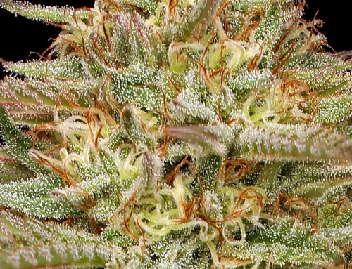 The Top 9 Orange Cannabis Strains