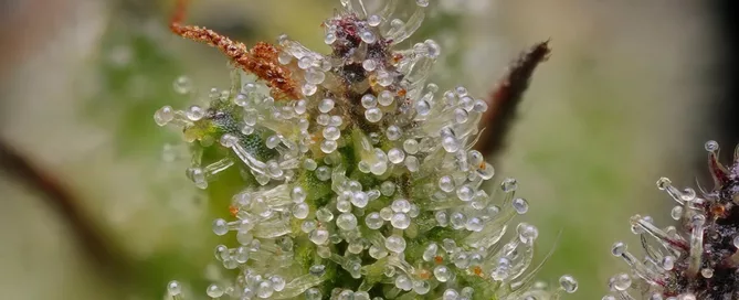 cannabis flower zoomed in