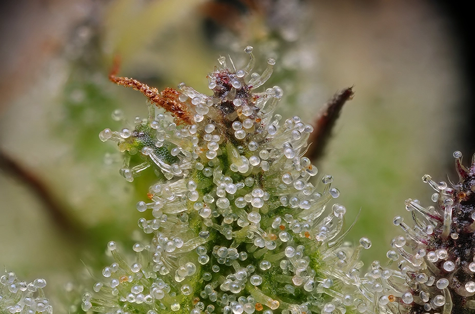 cannabis flower zoomed in