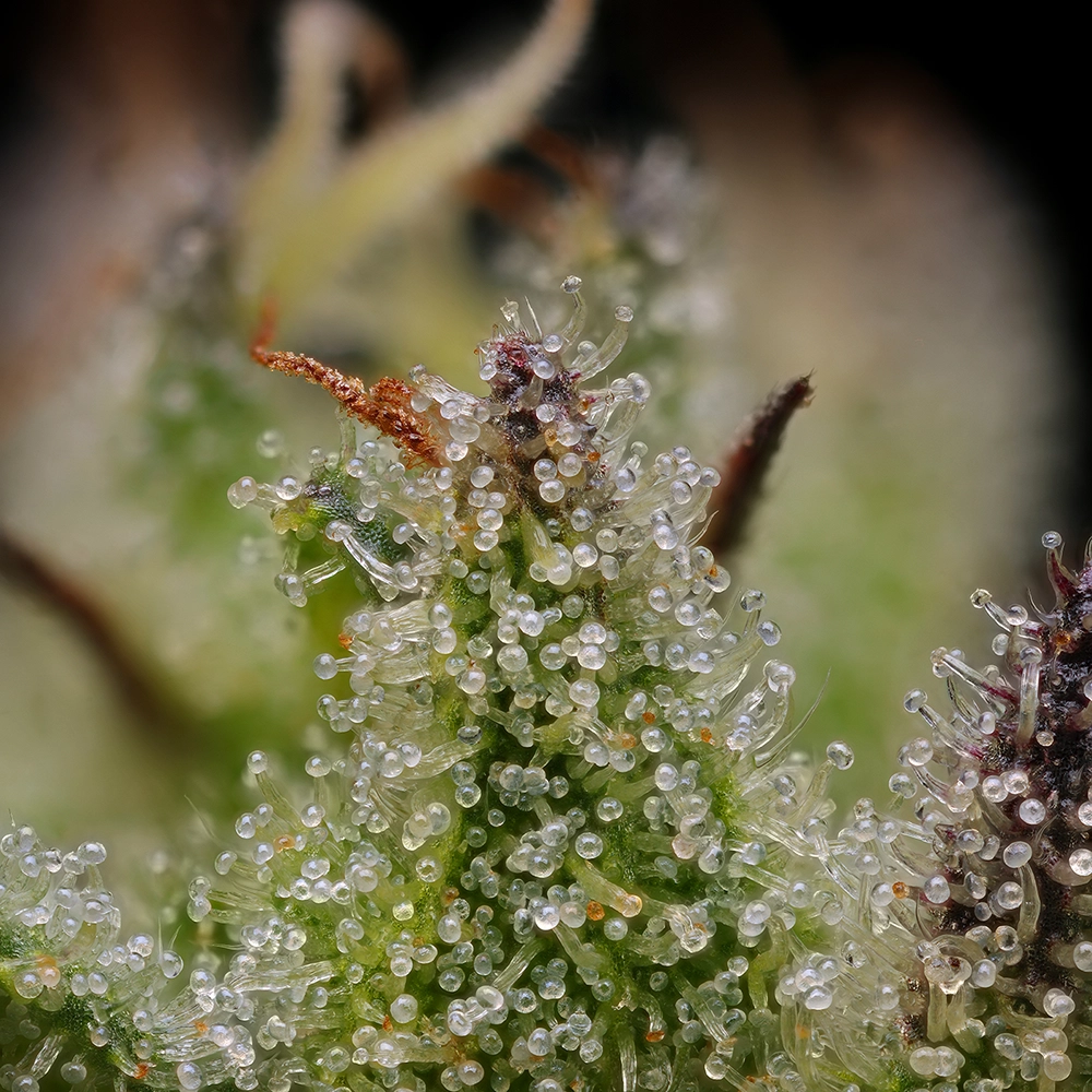 cannabis flower zoomed in